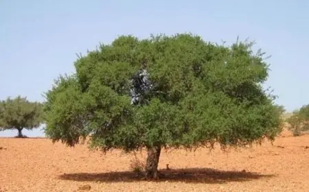 الأمم المتحدة تعتمد 10 ماي يوما عالميا لشجرة الأركان