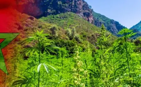 مجلس الحكومة يصادق على قانون تقنين القنب الهندي