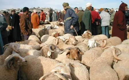 استعدادا لعيد الاضحى .. ترقيم 8 رأس من الاغنام والماعز الموجهة للذبح