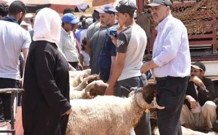 عيد الاضحى .. وزارة الفلاحة تؤكد أن العرض كاف والحالة الصحية للقطيع جيدة