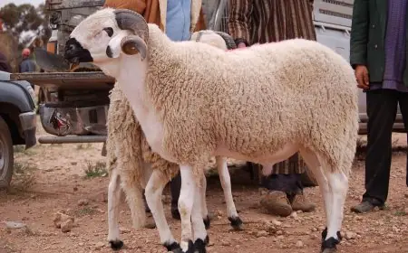 لأول مرة بالمغرب.. اطلاق منصة عبر الإنترنت لبيع أضاحي عيد الاضحى
