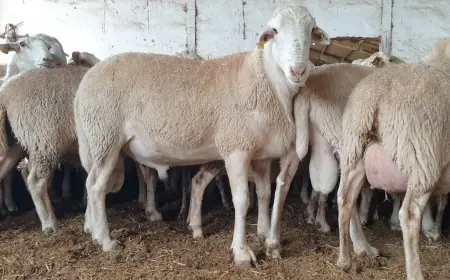 الحكومة تطمئن المغاربة بخصوص عيد الاضحى