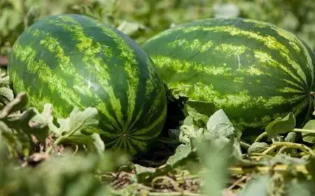 لهذه الأسباب انخفضت أثمنة الدلاح بالمغرب