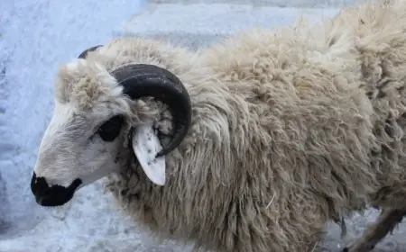 عيد الاضحى المبارك يوم الخميس 29 يونيو
