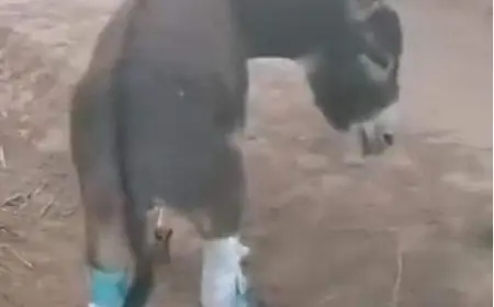 اعتداء وحشي على دابة بزاكورة يغضب نشطاء و السلطات تتذخل