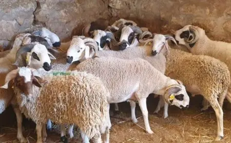 مطالب بتسقيف أثمنة أضاحي العيد