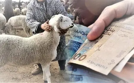 قبل أيام من عيد الأضحى .. المغاربة يتوجسون من ارتفاع أسعار الأضاحي