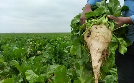 رغما من الإجهاد المائي..إنتاج 286 ألف طن من الشمندر السكري في منطقة الغرب
