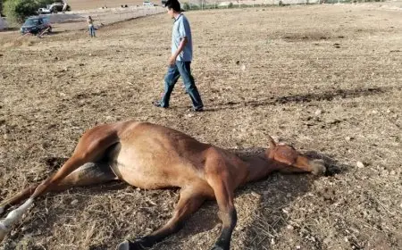نفوق ستة خيول ونقل شخصان إلى المستعجلات