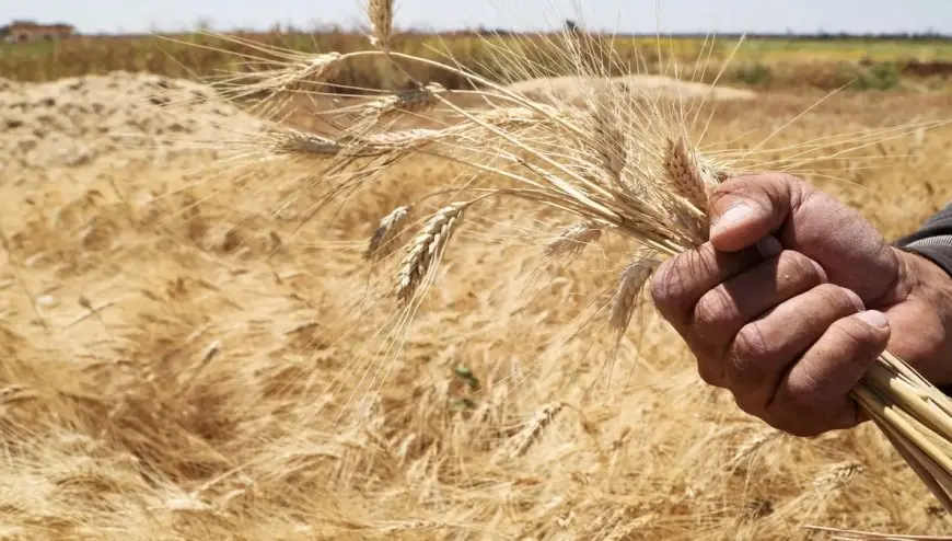 ارتفاع فاتورة واردات المغرب من القمح