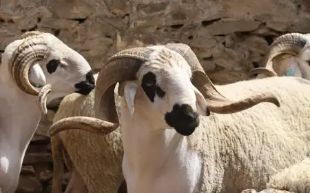 المغرب يستعد لإطلاق إحصاء شامل للماشية الوطنية لمواجهة تحديات الجفاف