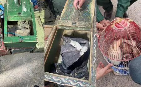 إحباط محاولات بيع غير مشروع لحيوانات برية وزواحف خطرة بمراكش والناظور
