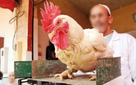 أسعار الدواجن تواصل الإرتفاع وتصل ل24 درهم للكيلوغرام