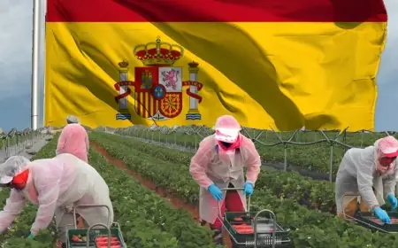 إسبانيا تبحث عن عمال زراعيين في المغرب