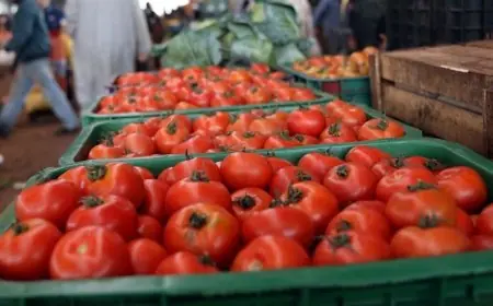 أسعار الطماطم تسجل ارتفاعا جديدا بالمغرب