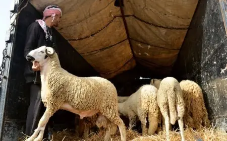 إشاعة إلغاء عيد الأضحى تتسبب في انخفاض أسعار الخرفان بالأسواق