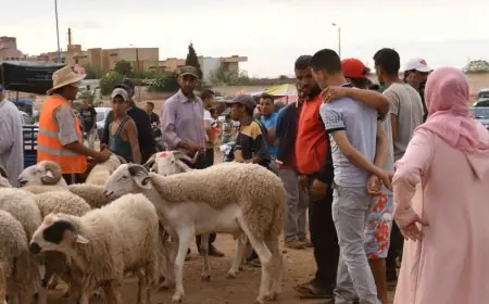 تساؤلات تحوم حول الغاء النحر في عيد الأضحى .. مطلب للمواطنين يقابله رفض "الكسابة"
