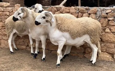 عيد الاضحى .. أرقام صادمة ومعطيات تُرجِّح الغاء الأضحية هذه السنة