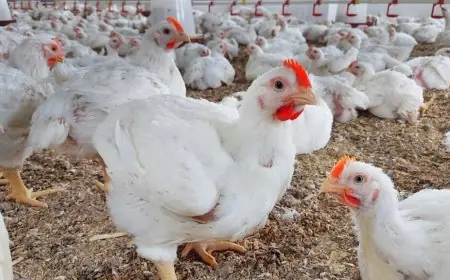 الجديدة.. حجز كميات من الدجاج الفاسد بسيدي بنور