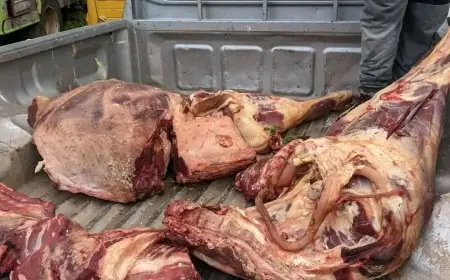 سلطات خنيفرة تشن حملة واسعة وتحجز كميات مهمة من اللحوم الفاسدة