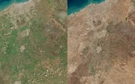 الغطاء النباتي بالمغرب يزدهر بعد التساقطات المطرية الأخيرة
