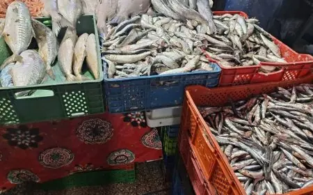 من جديد.. ثمن السردين يتجاوز 25 درهم للكيلوغرام