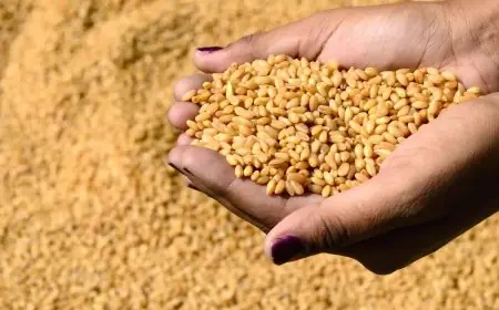 التغيرات المناخية تؤثر على إنتاج القمح بالمغرب وزيادة متوقعة في الواردات