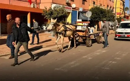 محجز السيارات بسلا يتحول إلى مأوى قسري للدواب وسط انتقادات متزايدة