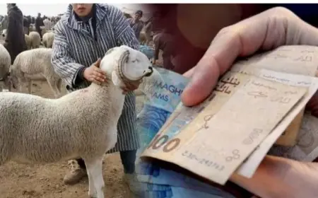 بعد تصريحات نزار بركة.. القضاء يحقق في اختلالات دعم استيراد المواشي