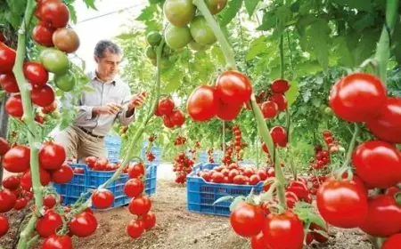 الطماطم المغربية تحقق قفزة نوعية وتستعد لغزو أسواق جنوب شرق آسيا