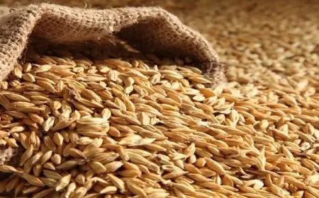 المغرب يقلص دعم استيراد القمح الطري إلى 7 دراهم للقنطار