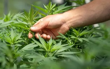مجلة العلوم القانونية تطلق دليلا حول تقنين القنب الهندي في المغرب