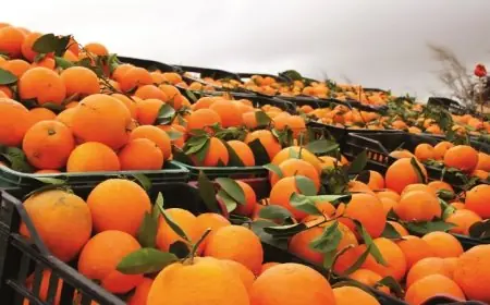 اليابان تستقبل أول شحنة من الحوامض المغربية