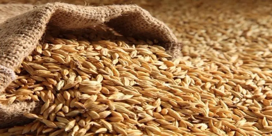 المغرب يقلص دعم استيراد القمح الطري إلى 7 دراهم للقنطار