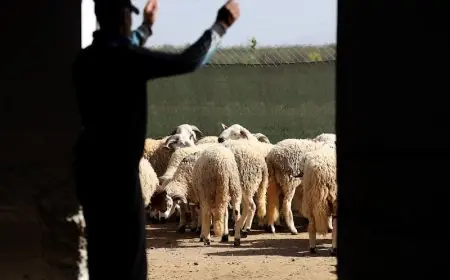 مربو الماشية على حافة الإفلاس بعد إلغاء عيد الأضحى.. والمطالب تتزايد لفتح باب التصدير
