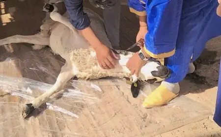 إجراءات صارمة لمواجهة مخالفات عيد الأضحى وحماية القطيع الوطني