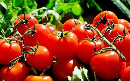 أسعار الطماطم تواصل الارتفاع وتصل إلى 10 دراهم للكيلوغرام بالدار البيضاء