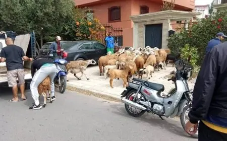 الجديدة..السلطات المحلية تحجز عشرات رؤوس الأغنام