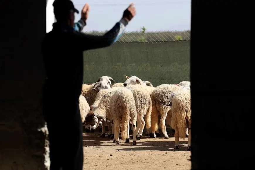 مربو الماشية على حافة الإفلاس بعد إلغاء عيد الأضحى.. والمطالب تتزايد لفتح باب التصدير