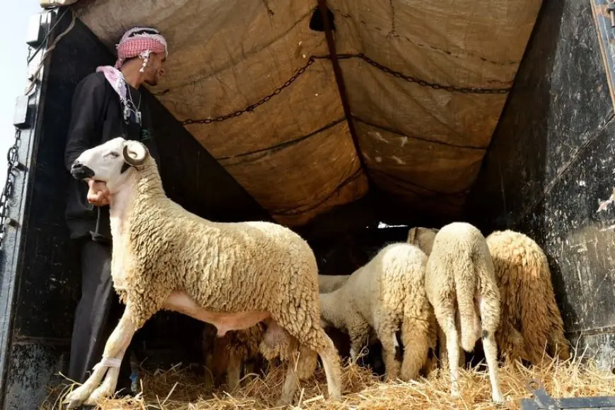 الحكومة تلغي ديون الكسابين وتخصص دعما مباشرا لإناث الماشية