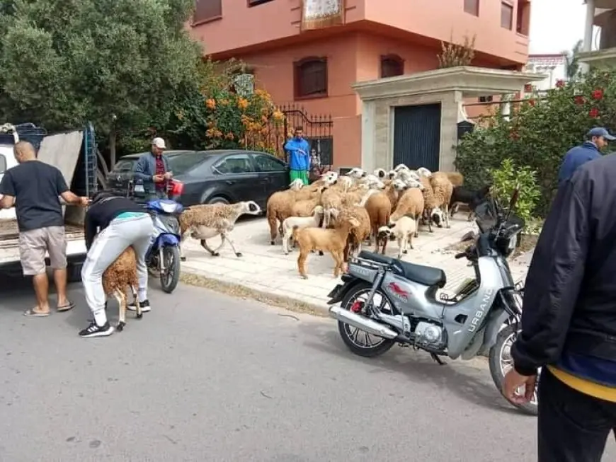 الجديدة..السلطات المحلية تحجز عشرات رؤوس الأغنام