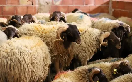 دعوات لتقييد ذبح الماشية في الحفلات لحماية القطيع الوطني
