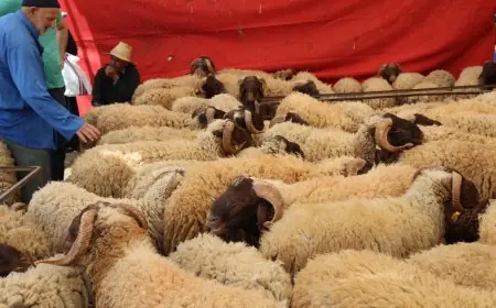 طنجة تستعد لعيد الأضحى بحملة مراقبة مكثفة ضد الذبح العشوائي