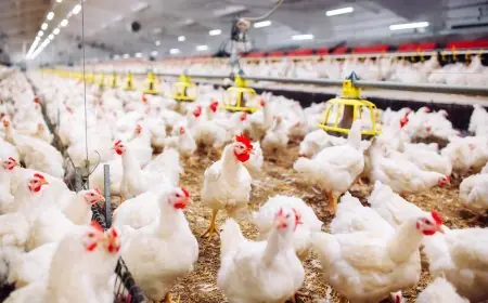 انخفاض طفيف في أسعار الدجاج بالمغرب مع ارتفاع درجات الحرارة