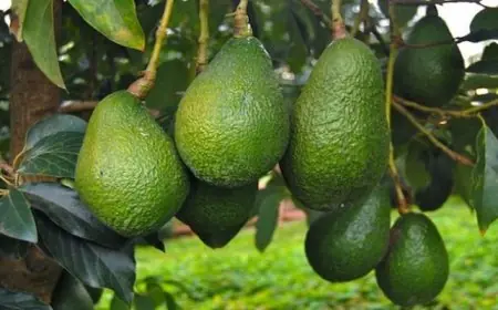 الأفوكادو المغربي يغزو الأسواق الأوروبية بزيادة قياسية بلغت 73% من الصادرات