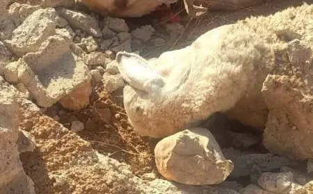 سقوط سور ثانوية يودي بحياة راعي وغنمه بإقليم أزيلال