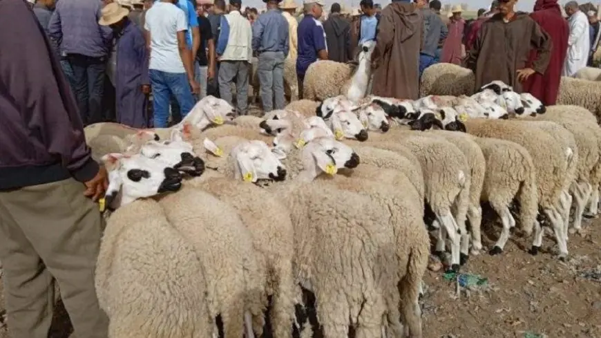 إجراءات استثنائية بدمنات تنفيذا للنداء الملكي بشأن إلغاء شعيرة ذبح أضحية العيد