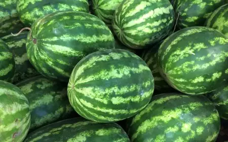 أونسا توضح إجراءات مراقبة المبيدات في زراعة "الدلاح"