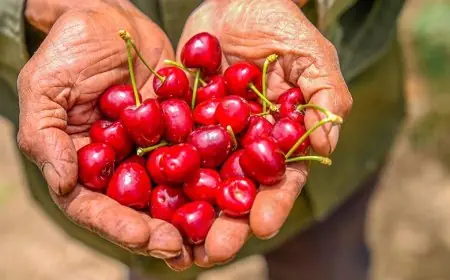 حب الملوك يصل إلى 90 درهم للكيلوغرام في الدار البيضاء