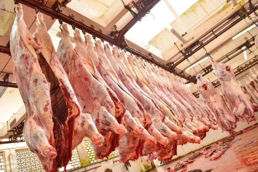 تراجع ملحوظ في واردات المغرب من لحوم الأبقار البرازيلية خلال سنة 2025